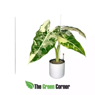 Tutor transparente de 50cm