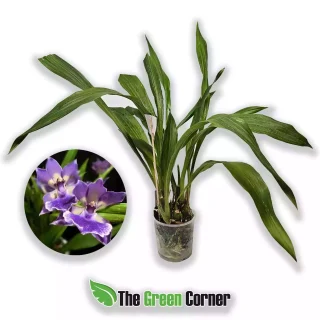 Zygonisia Murasakkikomachi