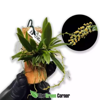 Zygostates lunata obliqua Orange