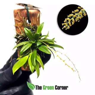 Zygostates lunata obliqua Orange